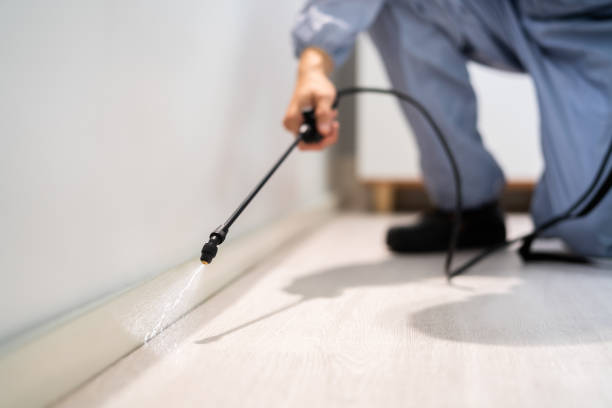 Licensed Wasp Removal service in Bartlett, IL - Show Me Pest Control